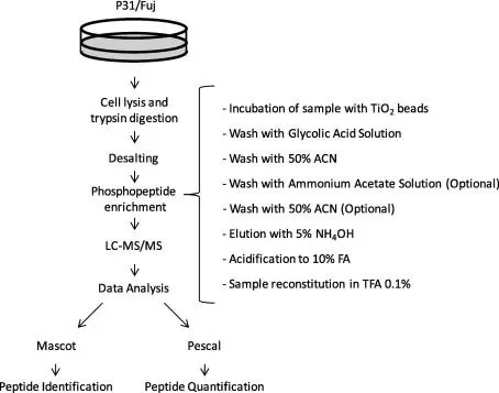 Figure 1. Workflow of TiO2-based phosphopeptide enrichment, including sample lysis, proteolytic digestion, phosphopeptide enrichment, and elution steps.